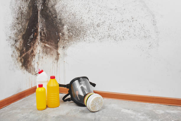 Best Same-Day Mold Removal  in Upper Grand Lagoon, FL