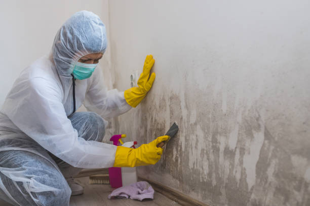 Best Black Mold Removal  in Upper Grand Lagoon, FL