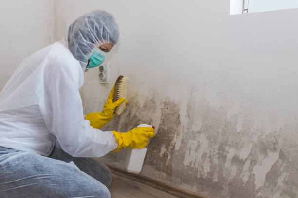 Attic Mold Removal in Upper Grand Lagoon, FL