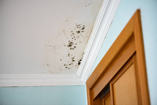 Best Same-Day Mold Removal  in Upper Grand Lagoon, FL