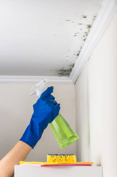 Best Local Mold Removal Service  in Upper Grand Lagoon, FL